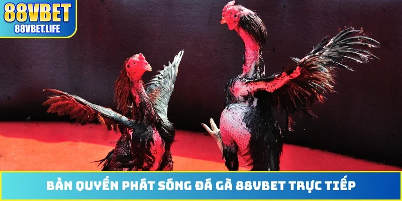 Đá Gà 88VBET - Phát Sóng Hơn 100 Trận Đấu Từ Thomo Hôm Nay - ZO99.MOBI