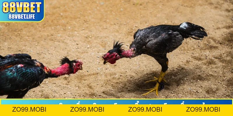Đá Gà 88VBET - Phát Sóng Hơn 100 Trận Đấu Từ Thomo Hôm Nay - ZO99.MOBI