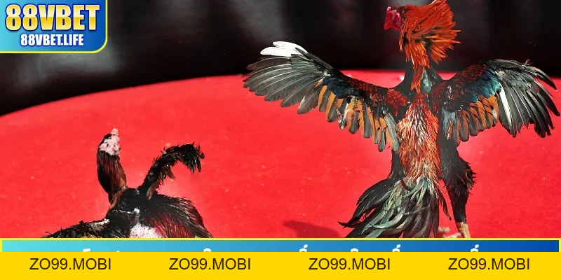 Đá Gà 88VBET - Phát Sóng Hơn 100 Trận Đấu Từ Thomo Hôm Nay - ZO99.MOBI